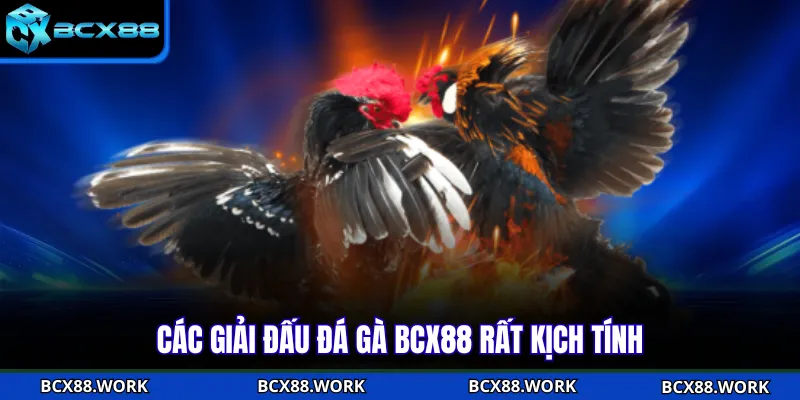 ĐÁ GÀ Các giải đấu đá gà BCX88 rất kịch tính