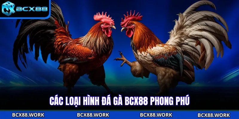 ĐÁ GÀ Các loại hình đá gà BCX88 phong phú