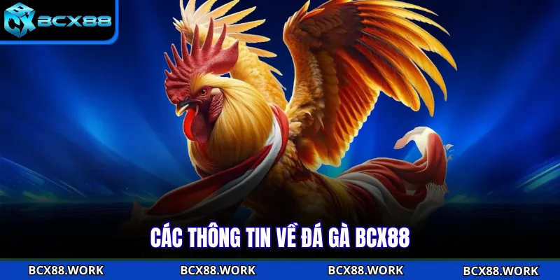 ĐÁ GÀ Các thông tin về đá gà BCX88